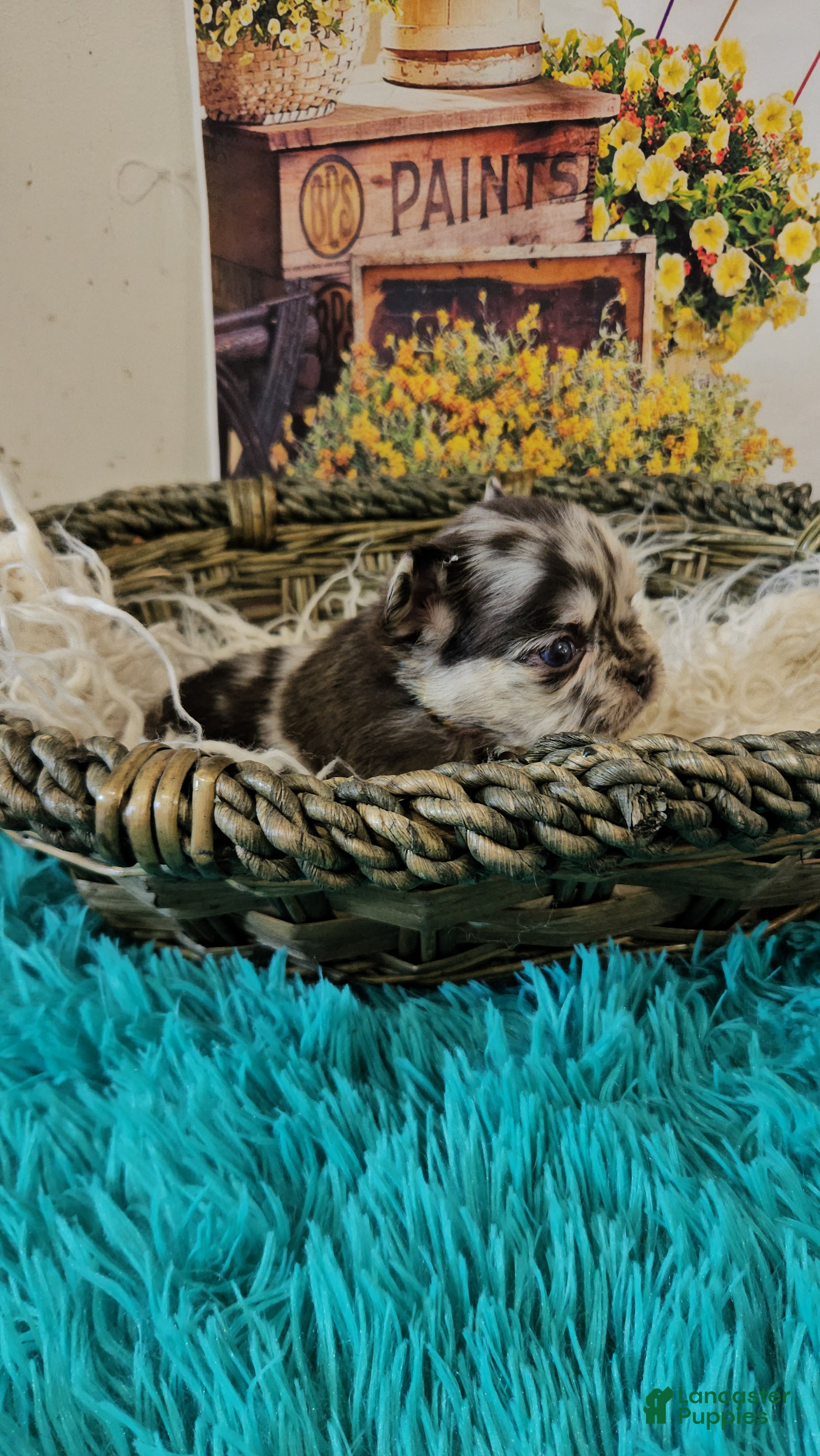 French Bulldog dogs French Bulldog Puppy 8 - Ad 2