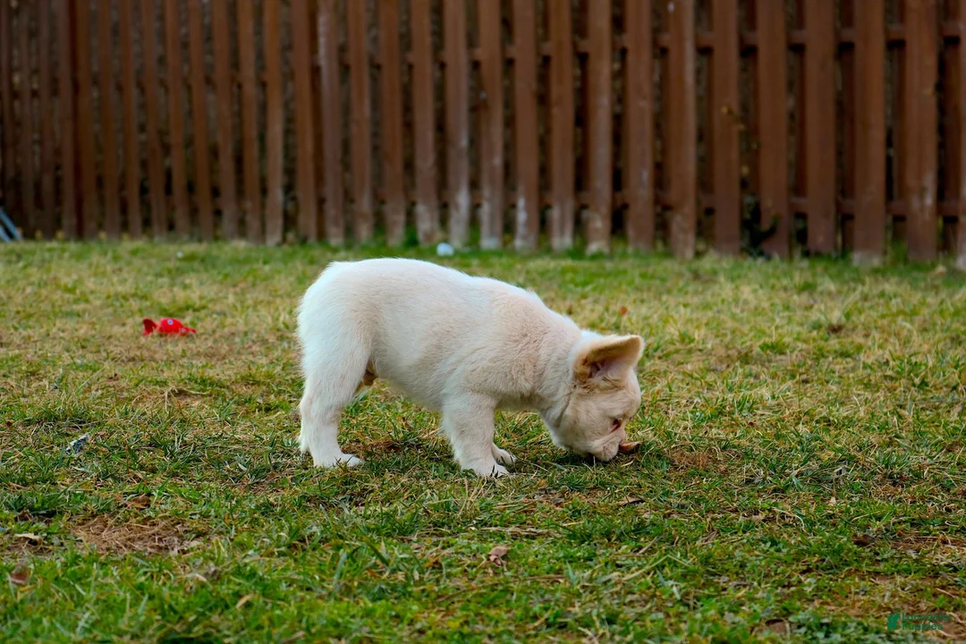 French Bulldog dogs for sale: French Bulldog Puppy 1 - Ad 2