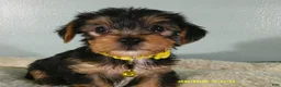 Yorkshire Terrier dogs for sale: Sunshine-Yellow - Ad 1