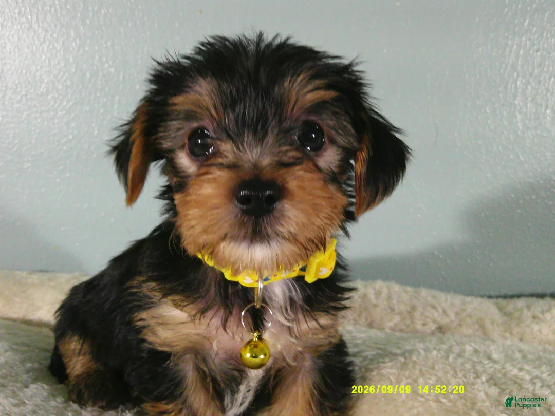 Yorkshire Terrier dogs for sale: Sunshine-Yellow - Ad 1