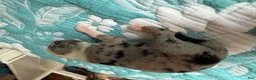 Australian Shepherd dogs for sale: Dallas - Ad 2