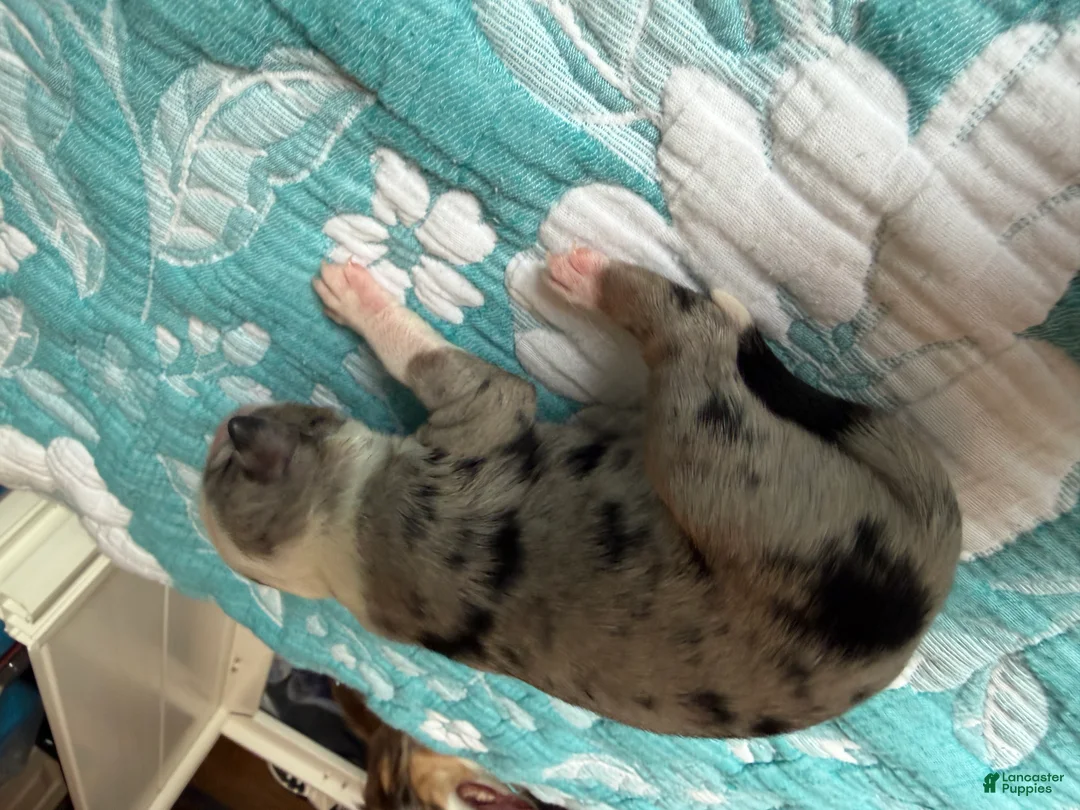 Australian Shepherd dogs for sale: Dallas - Ad 2