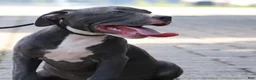 American Bully dogs for sale: Venus - Ad 15