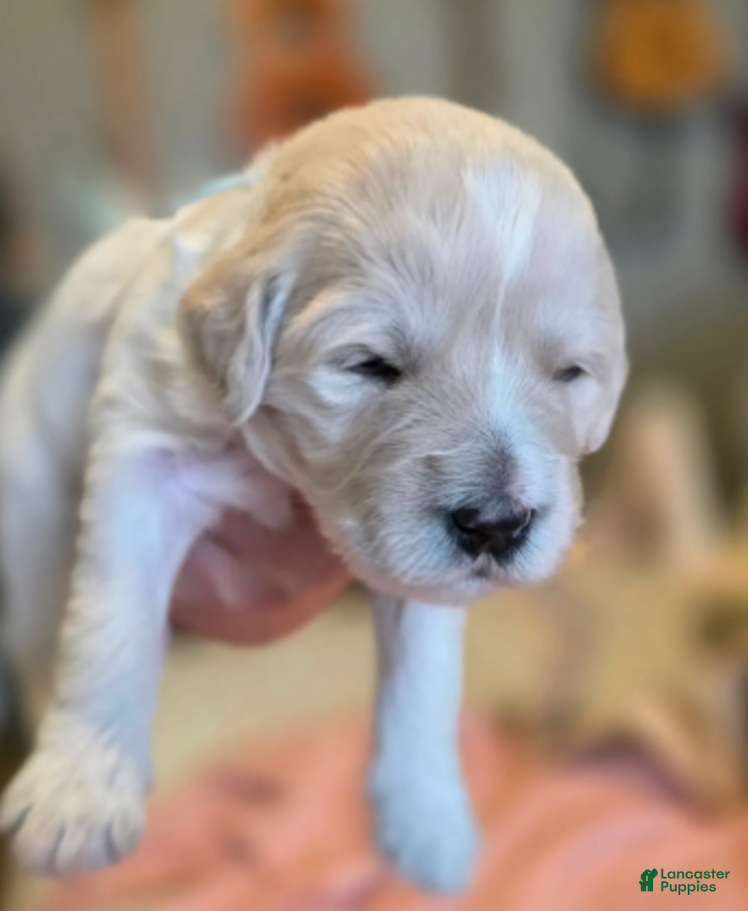 Goldendoodle dogs for sale: Clara - Ad 3