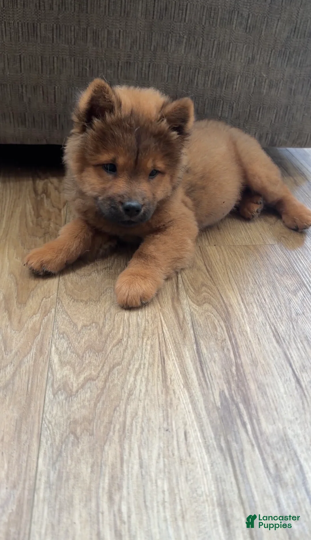 Chow Chow dogs for sale: Luna - Ad 5