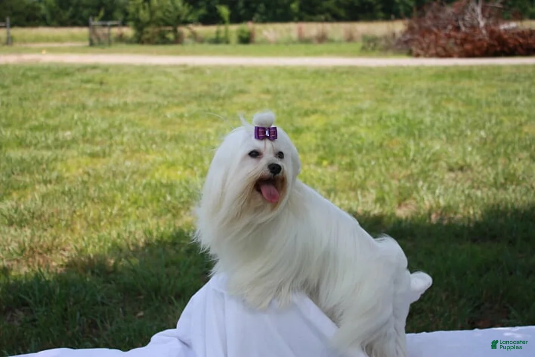 Morkie dogs for sale: Nutella - Ad 10