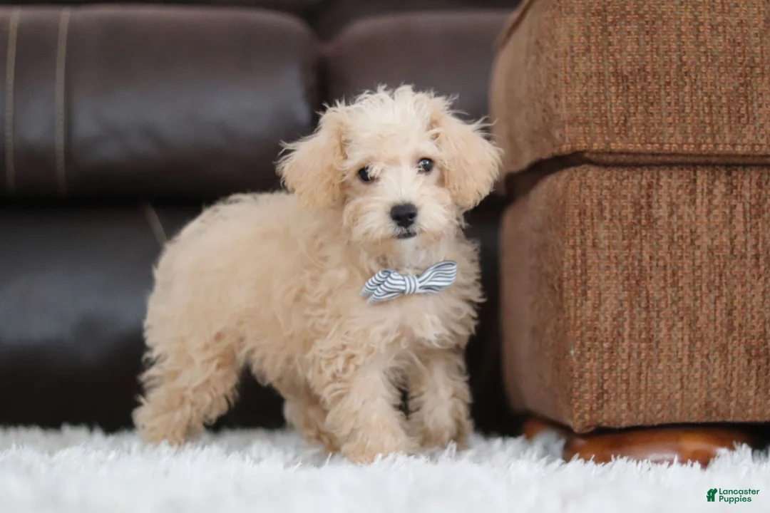 Schnoodle dogs for sale: Bruno - Ad 2