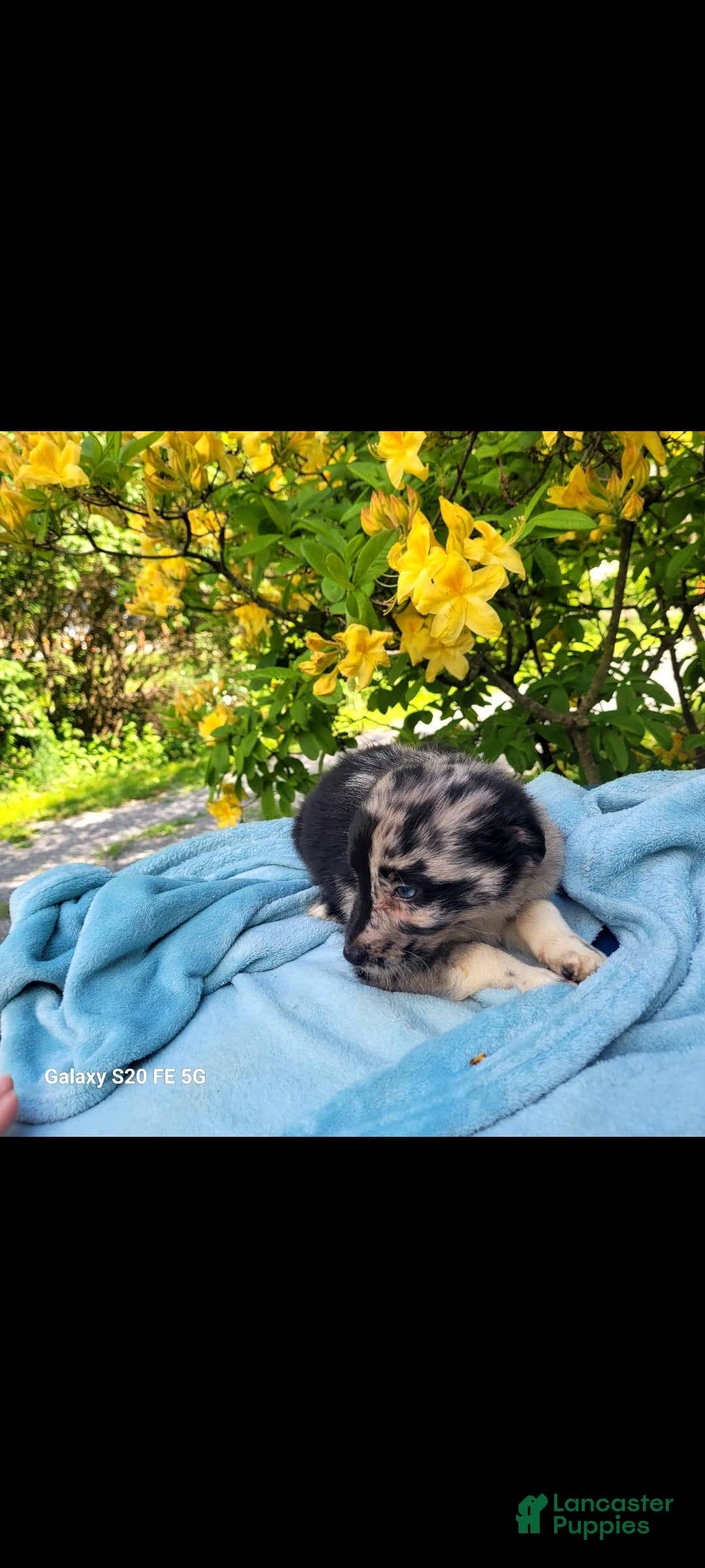Australian Shepherd dogs Australian Shepherd Puppy 6 - Ad 3