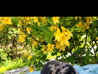 Australian Shepherd dogs Australian Shepherd Puppy 6 - Ad 41