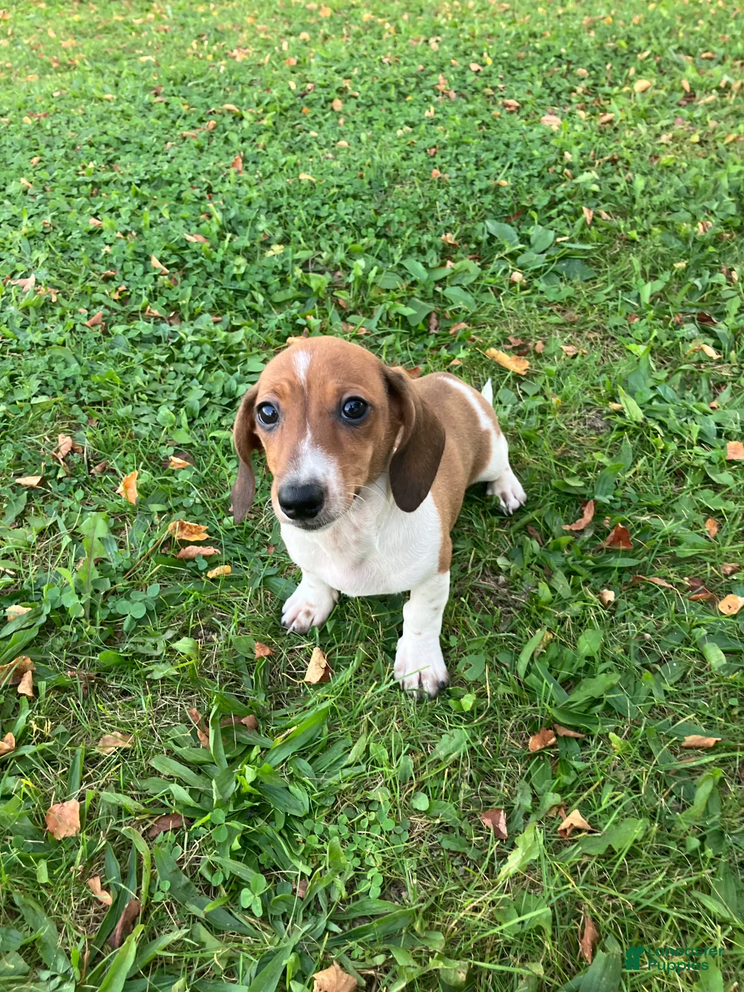 Miniature Dachshund dogs for sale: Akc Leo - Ad 2