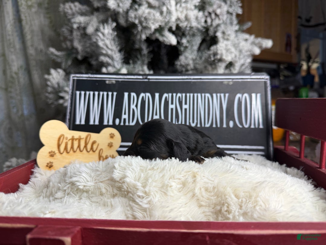 Dachshund dogs for sale: Standard black and tan dapple - Ad 24