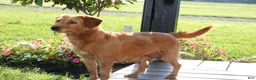 Miniature Labradoodle dogs for sale: Chipper - Ad 5