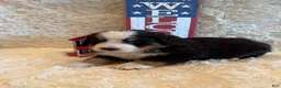 Bernese Mountain Dog dogs for sale: John - Ad 6