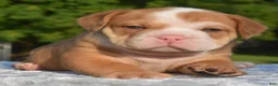 Mixed Breed dogs for sale: Tank hybrid bulldog puppy - Ad 12