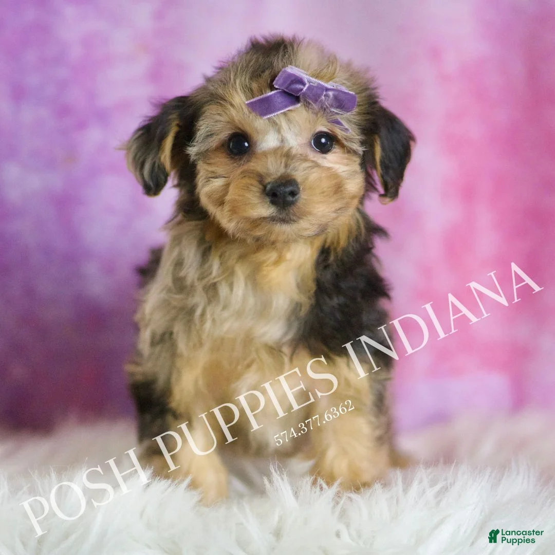 Yorkiepoo dogs for sale: Kiki - Ad 4