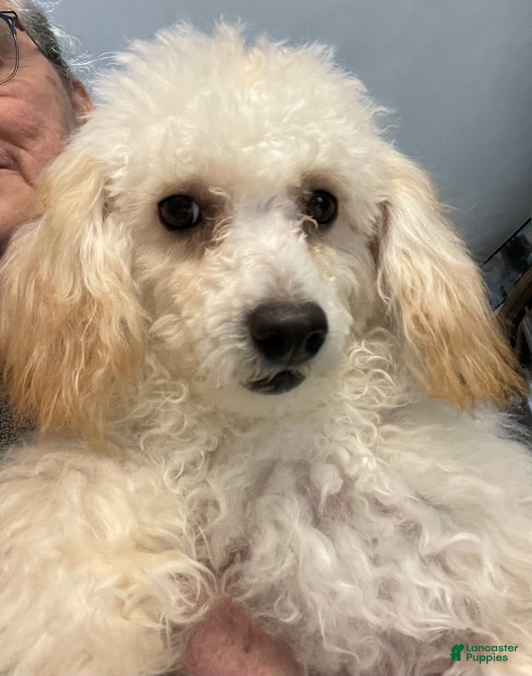 Toy Poodle dogs for sale: Leon - Ad 13