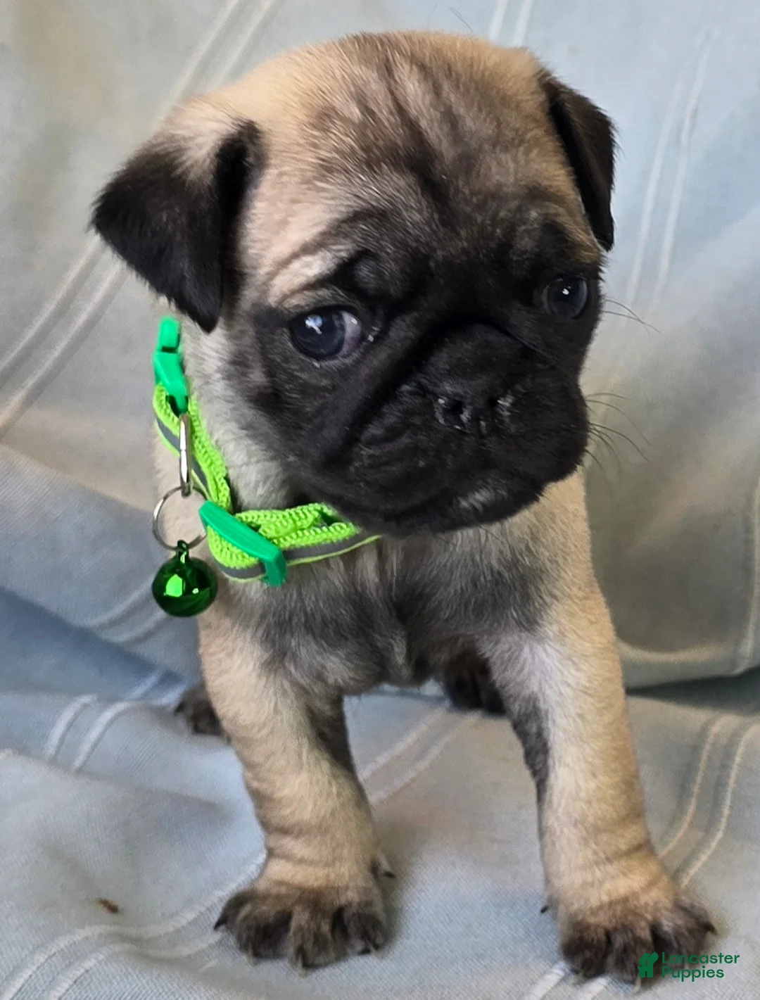Pug dogs for sale: Bennie - Ad 11