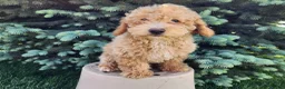 Mini Bernedoodle dogs for sale: Liam - Ad 16