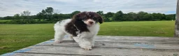 Toy Poodle dogs for sale: Branch - Ad 2
