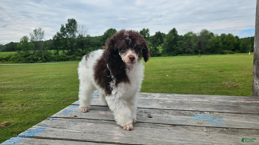 Toy Poodle dogs for sale: Branch - Ad 2