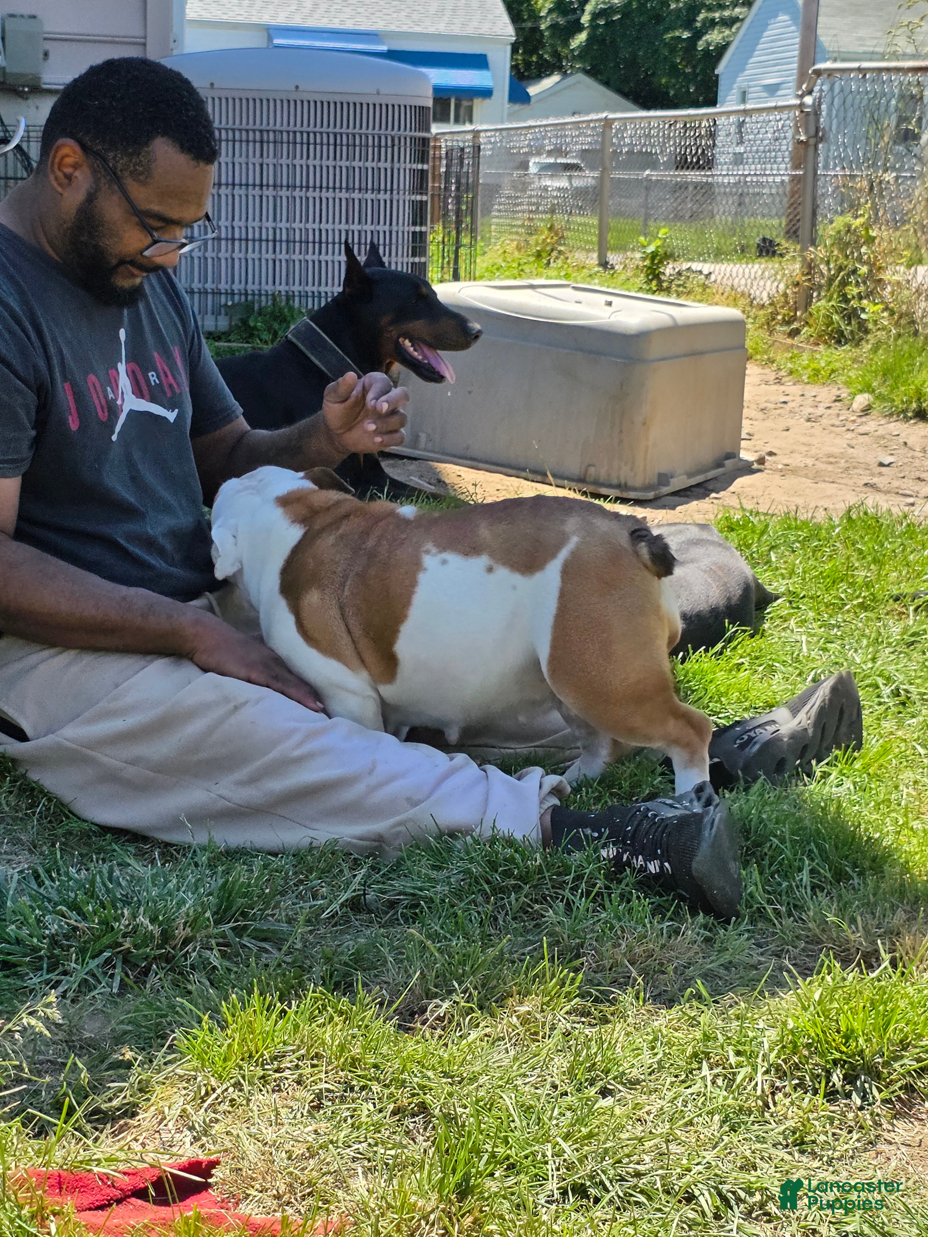 English Bulldog dogs Mom B - Ad 2