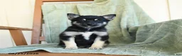 Pomsky dogs for sale: Bubbles - Ad 3