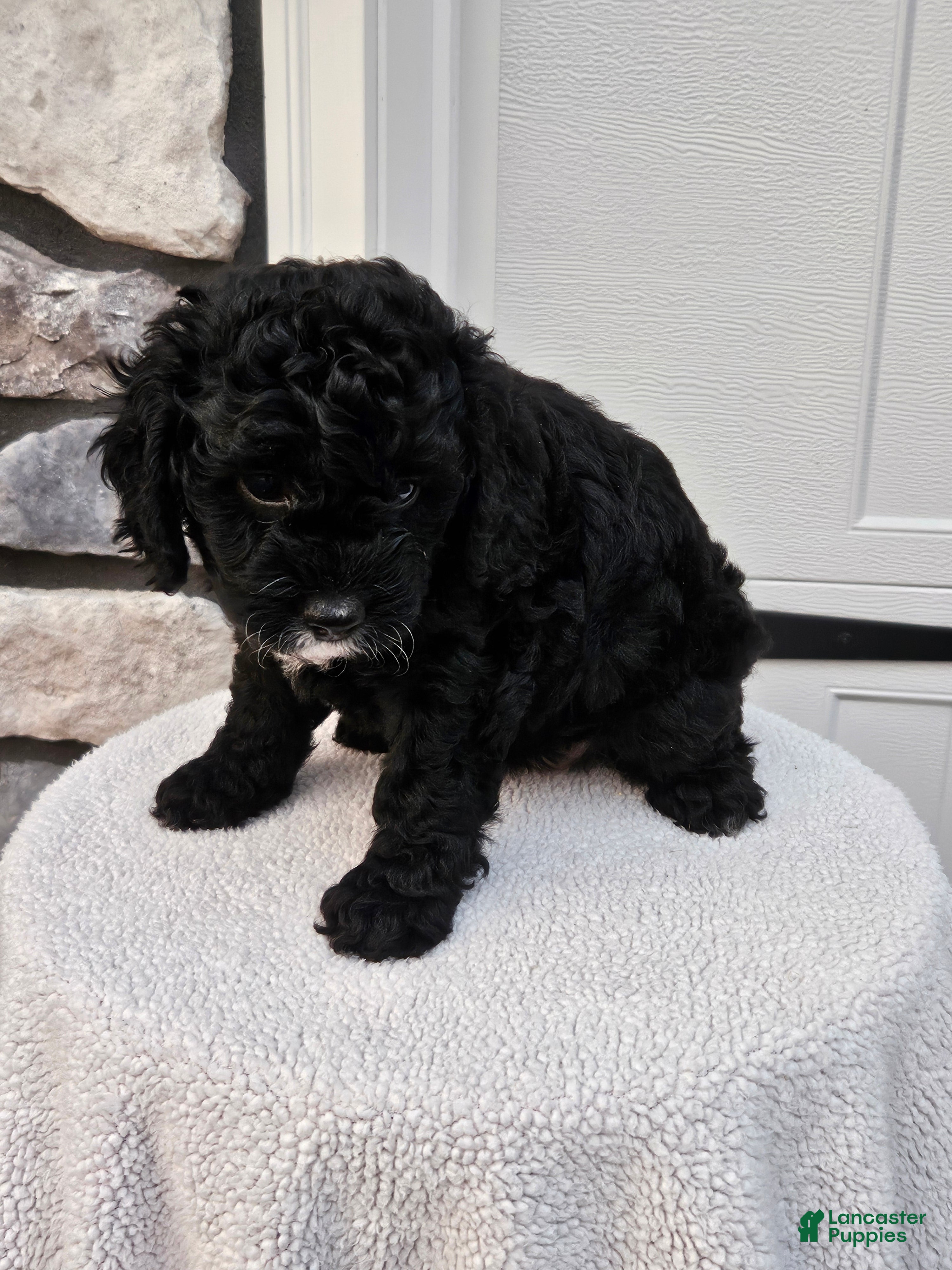 Mini Bernedoodle dogs Courtney - Ad 2