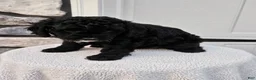 Mini Bernedoodle dogs for sale: Courtney - Ad 2