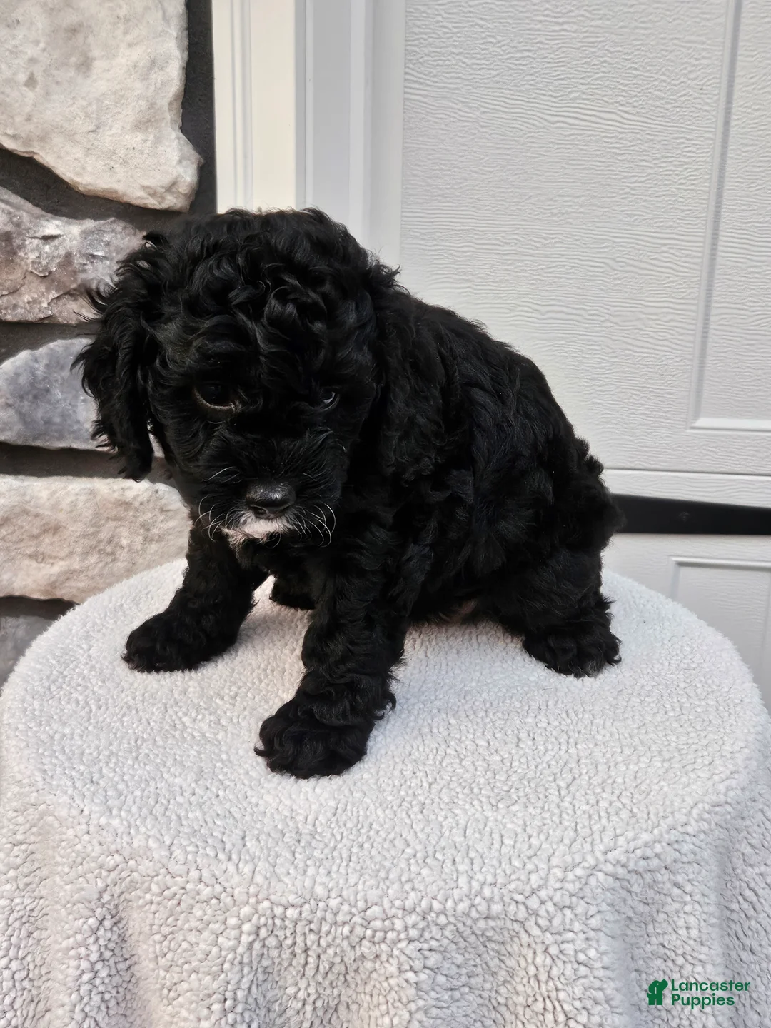 Mini Bernedoodle dogs for sale: Courtney - Ad 2