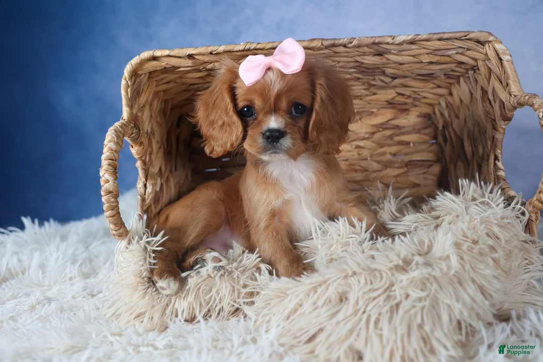Cavalier King Charles Spaniel dogs for sale: Pippin - Ad 1