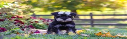 Miniature Schnauzer dogs for sale: Callie - Ad 6