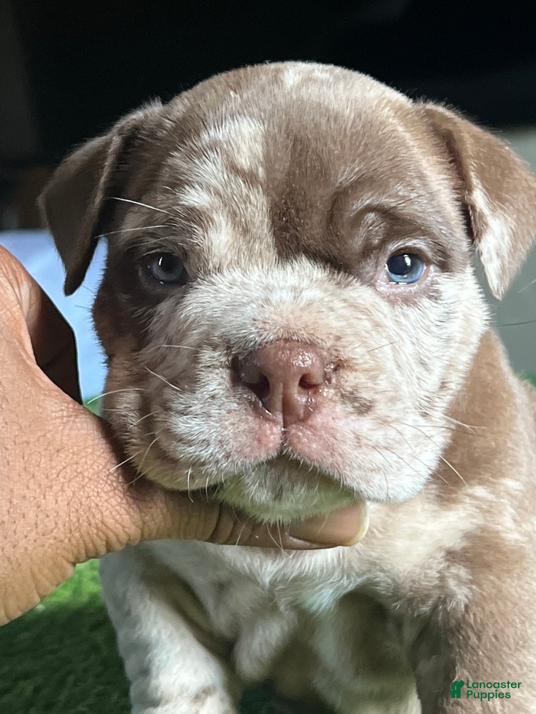 HOT American Feeding Bully Puppies Old Puppy American Bully