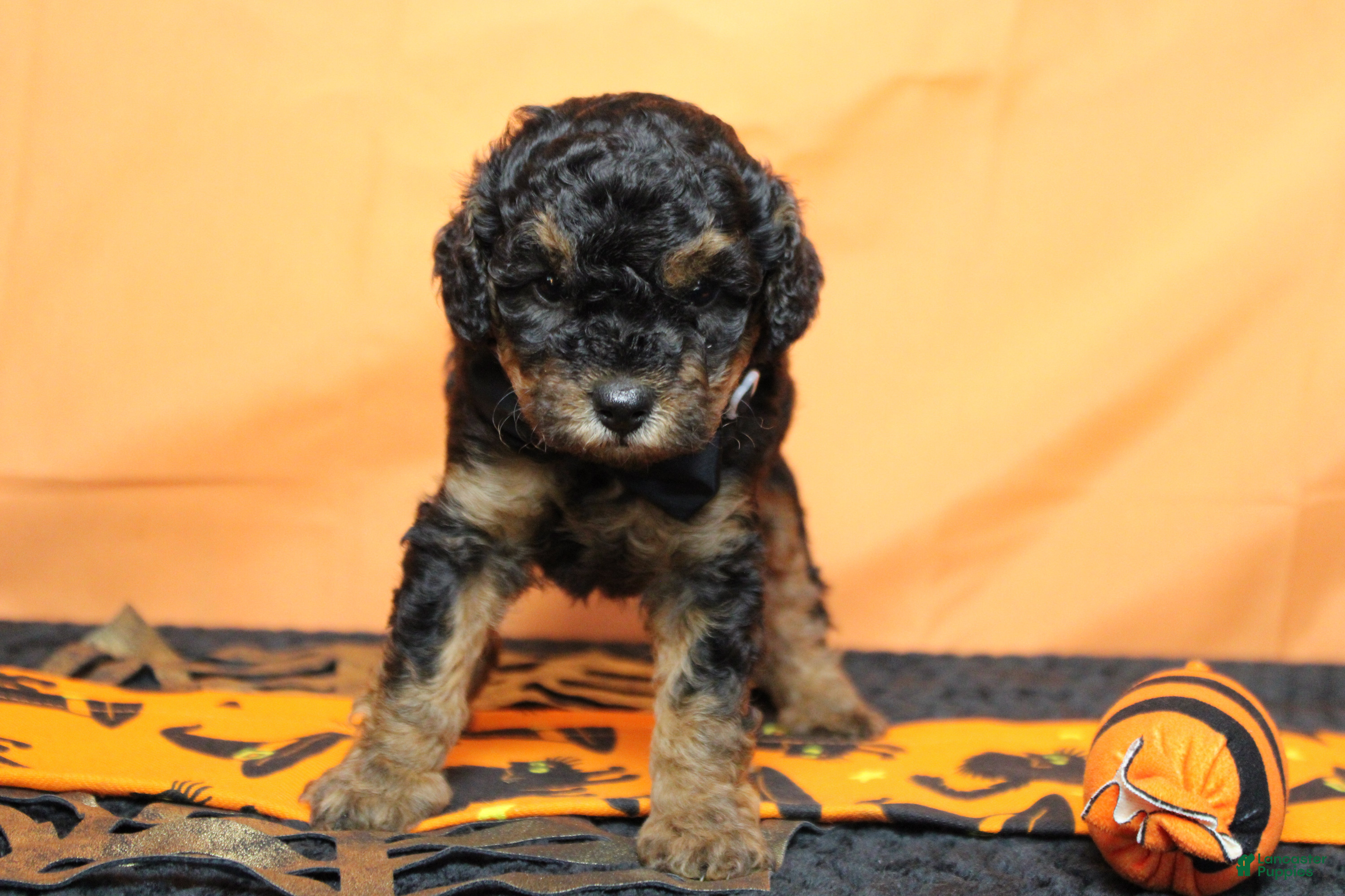 Toy Poodle dogs for sale: Ray  - Ad 3