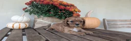 Cavalier King Charles Spaniel dogs for sale: Maple  - Ad 3