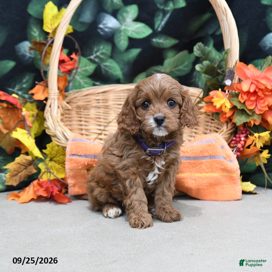Cavapoo dogs Patsy - Ad 2