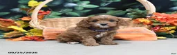 Cavapoo dogs for sale: Patsy - Ad 2