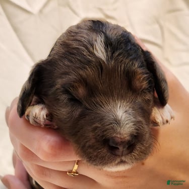 Mini Aussiedoodle dogs for sale: Diesel_Male Blue Merle with Red points and  White Accents - Ad 9