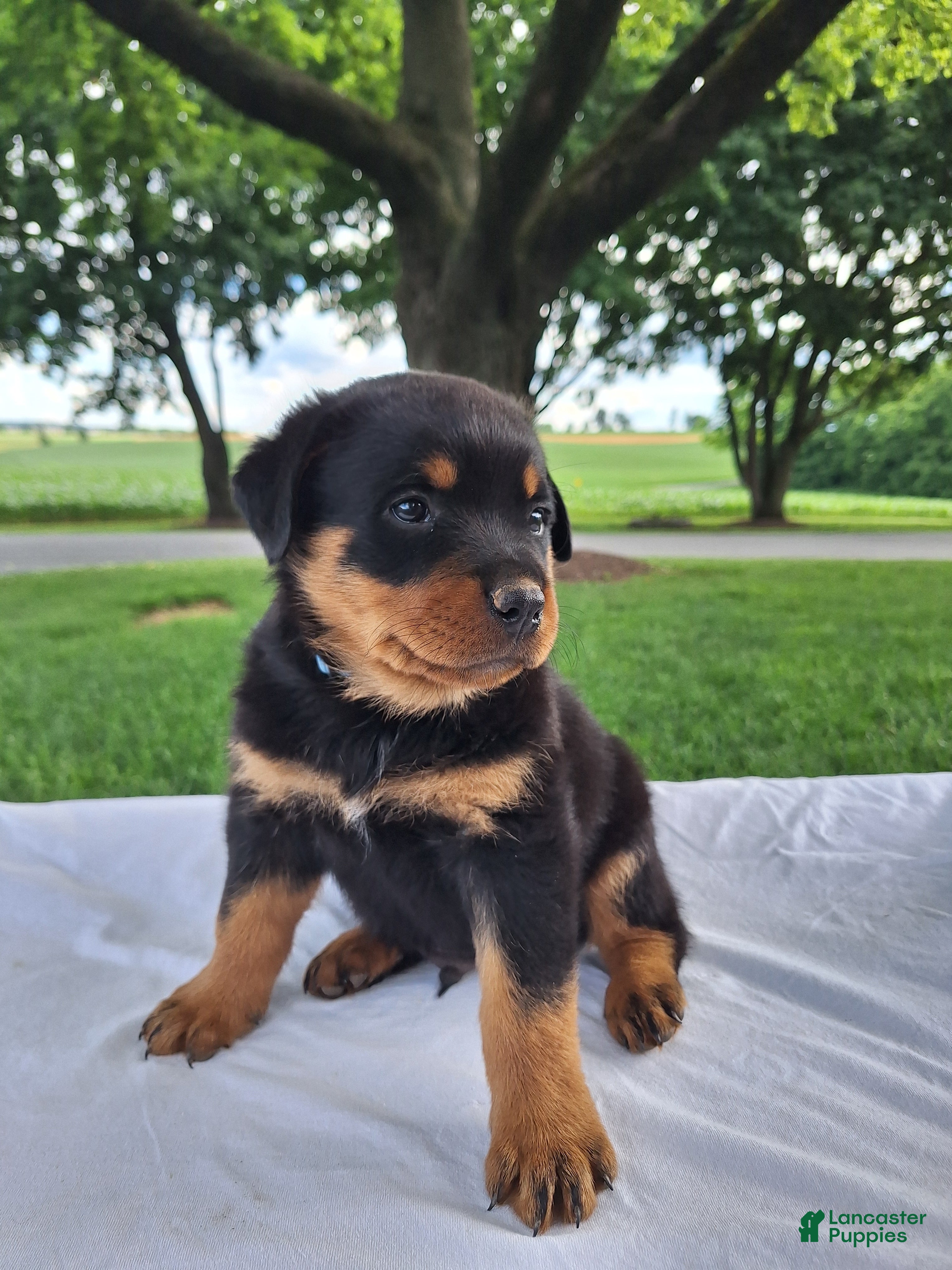 Rottweiler dogs Felix - Ad 1