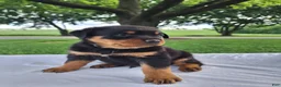 Rottweiler dogs for sale: Felix - Ad 1