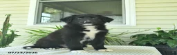 Mixed Breed dogs for sale: Rascal  - Ad 1