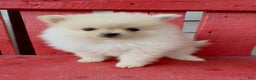 Pomeranian dogs for sale: Pharoah - Ad 2