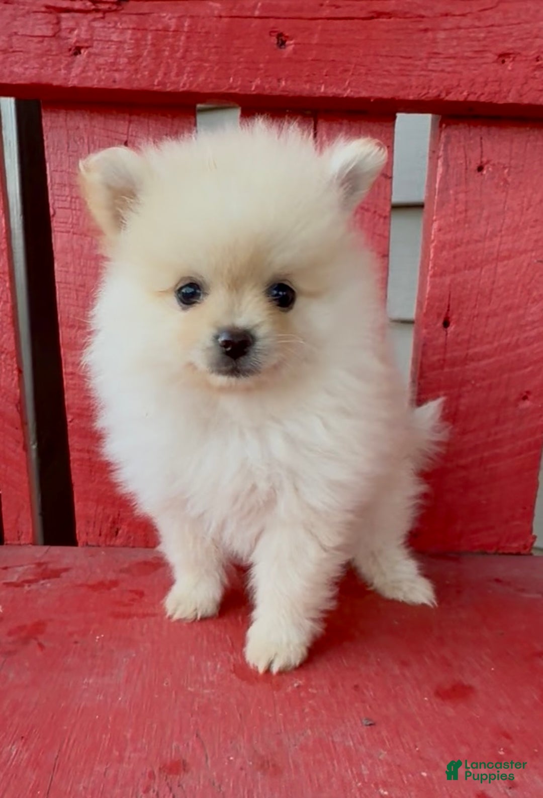 Pomeranian dogs for sale: Pharoah - Ad 2