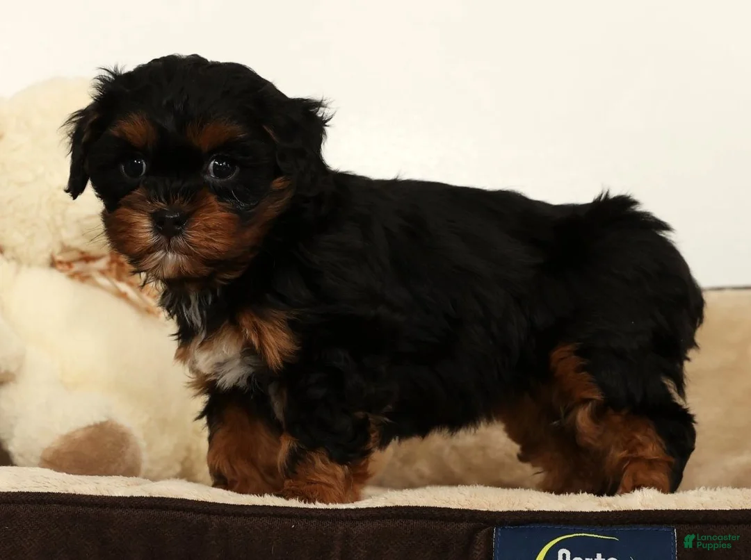 Shihpoo dogs for sale: Maddie - Ad 8