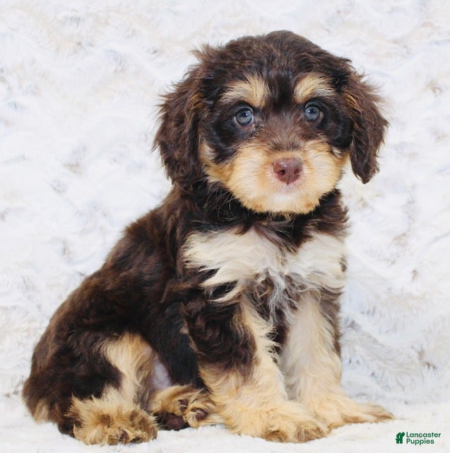 Cavapoo dogs Sparky - Ad 2