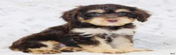 Cavapoo dogs for sale: Sparky - Ad 2