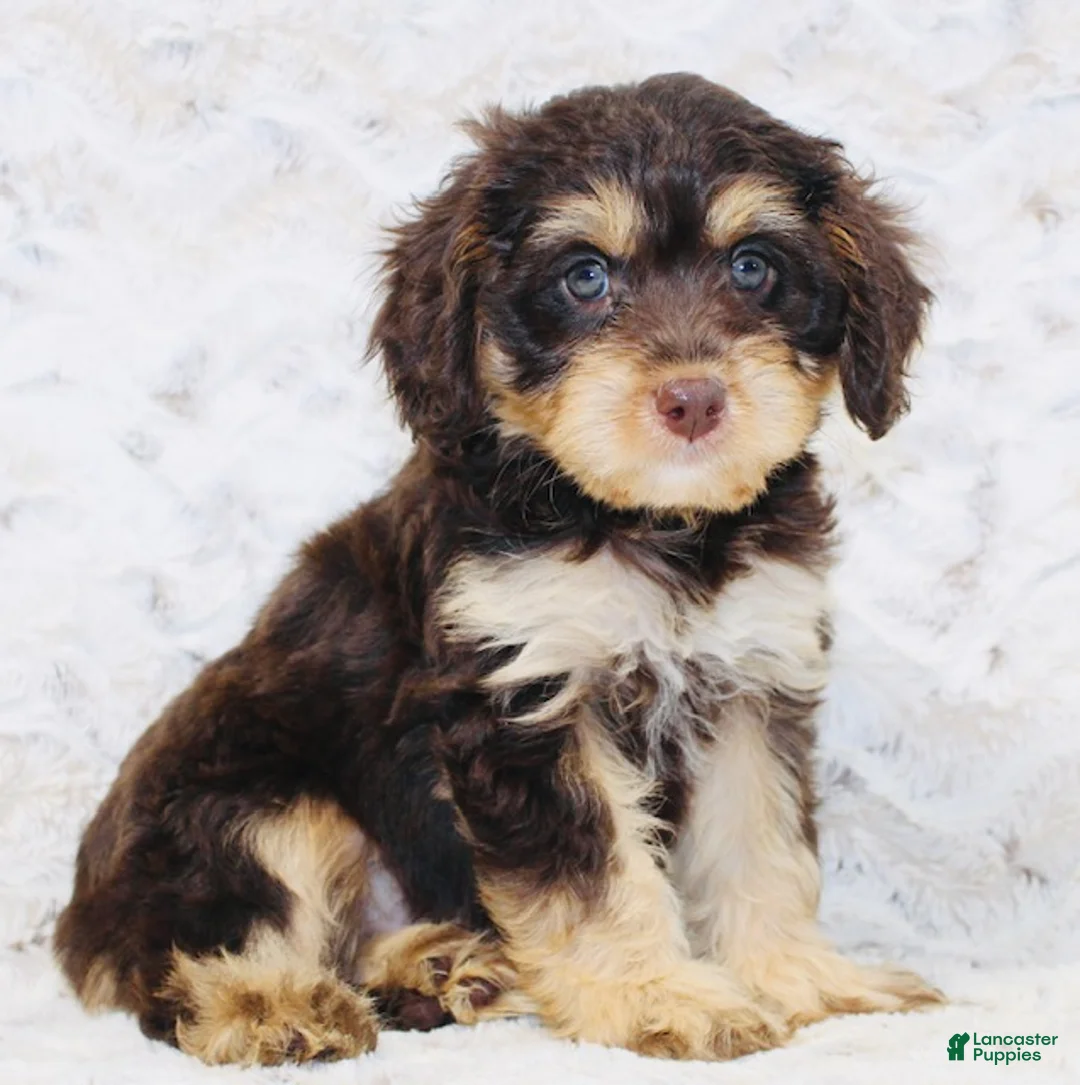 Cavapoo dogs for sale: Sparky - Ad 2