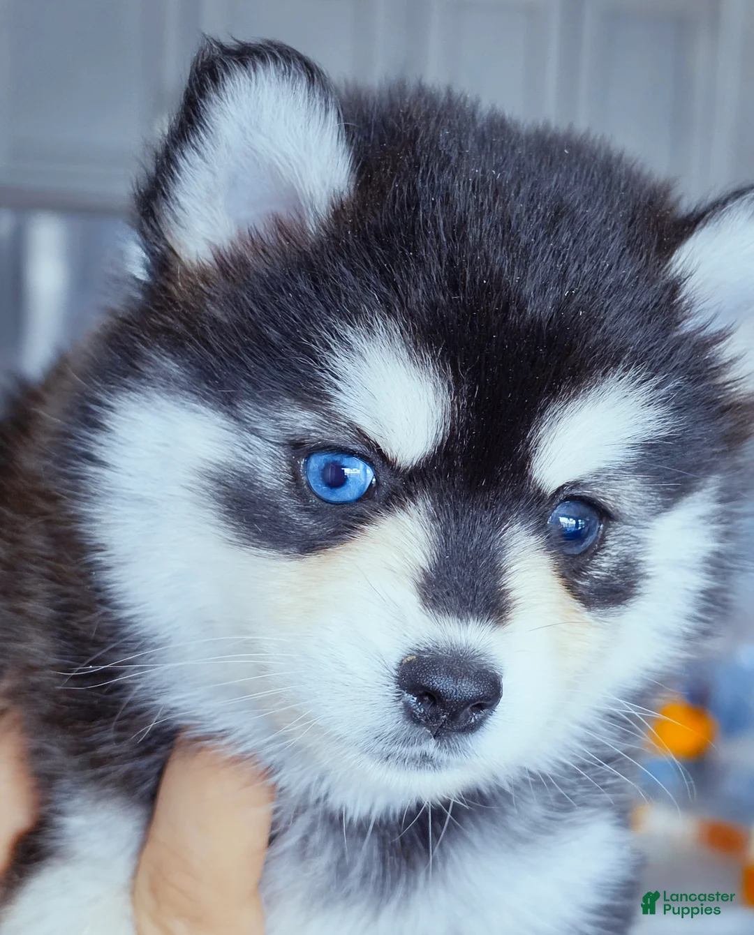 Pomsky dogs for sale: Roxanne - Ad 2