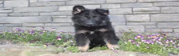 German Shepherd dogs for sale: Donna  - Ad 1