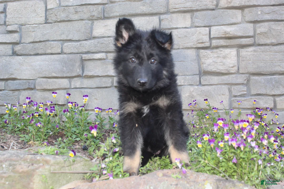 German Shepherd dogs for sale: Donna  - Ad 1