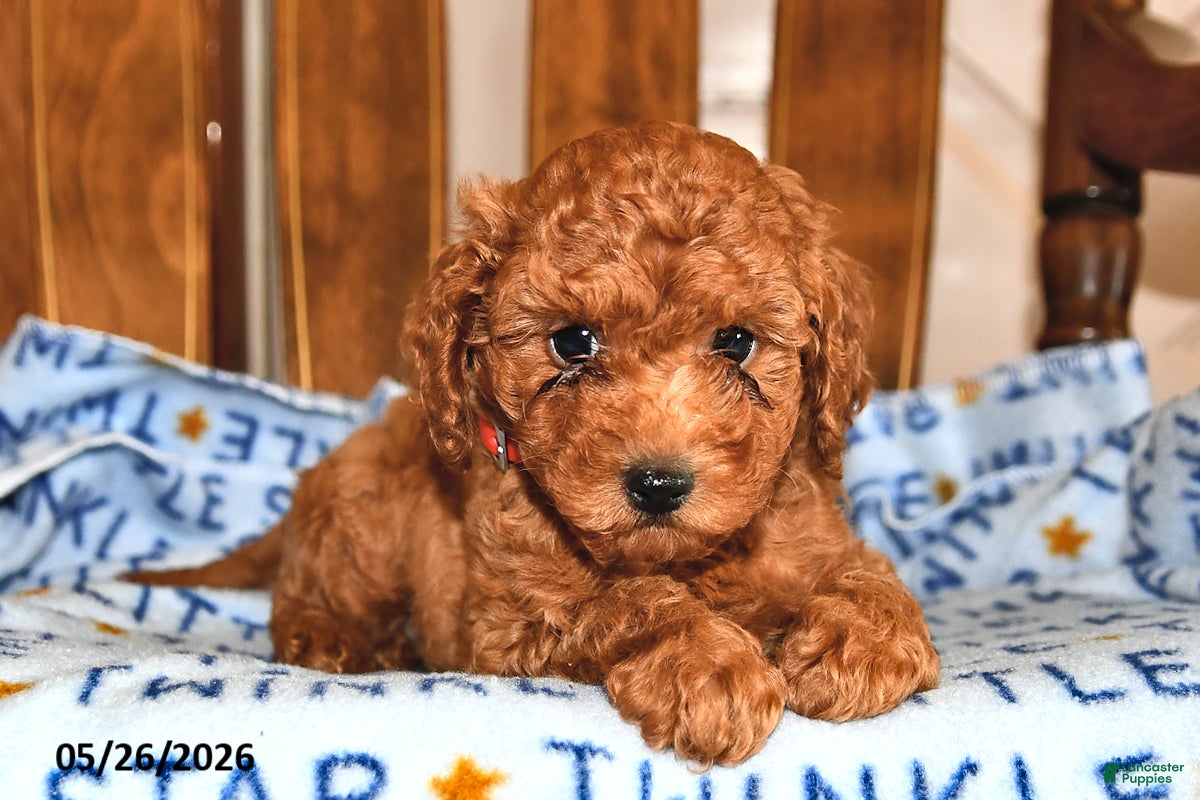 Cavapoo dogs Peter - Ad 2